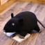 Gosig Ratta Rat Black Plush Toy 20cm 7.9inches