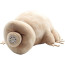 Tardigrade From Plush Toy