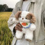 Cavalier King Charles Spaniel With Bib Plush Toy 30cm 11.8inches